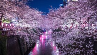 夜の目黒川の桜