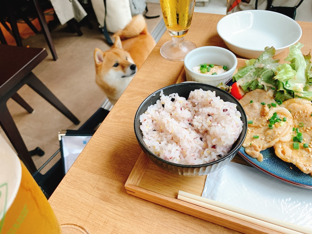 AOBAYAの定食とペット