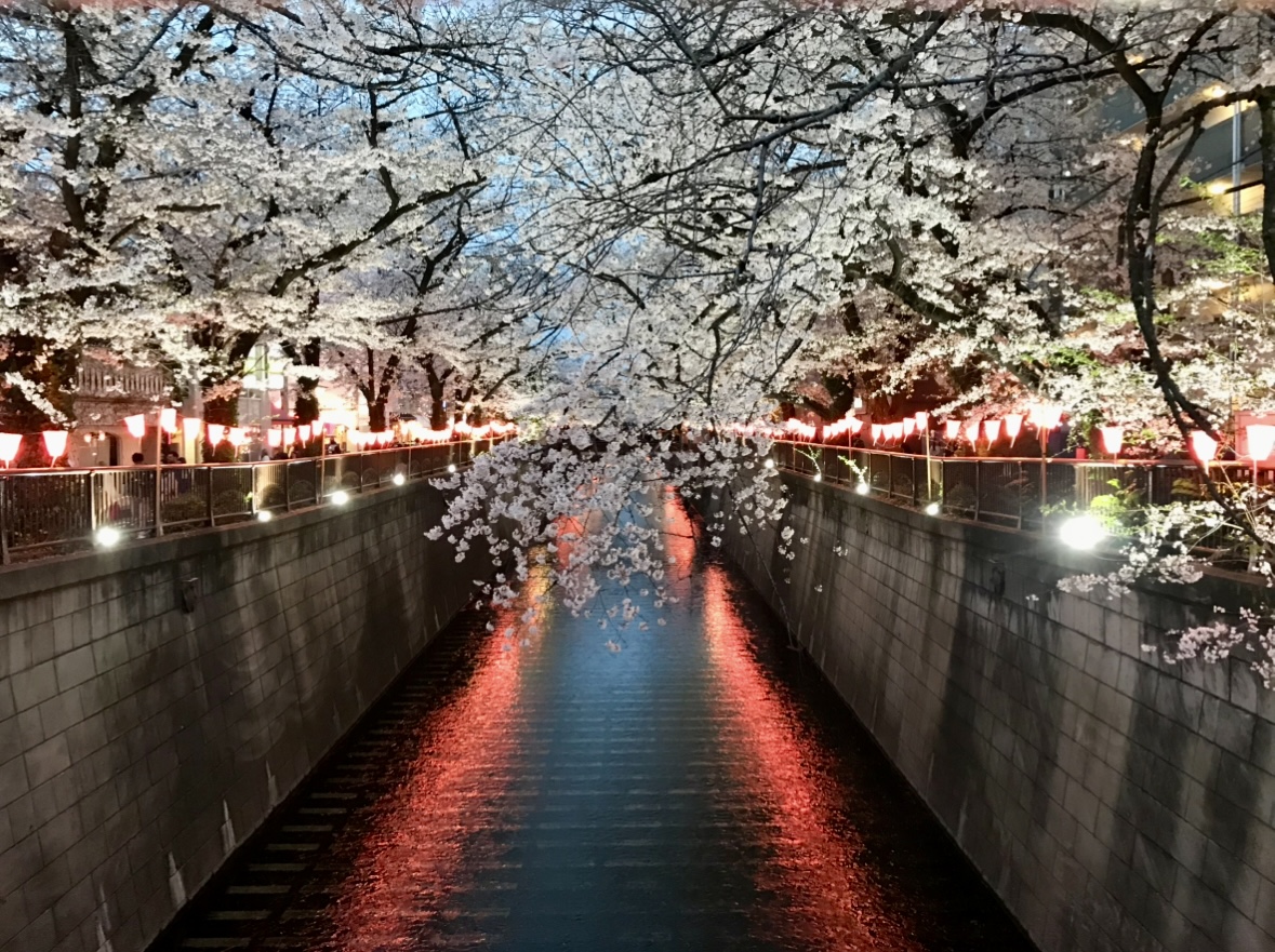 【中目黒】桜を眺めながら食事ができるお店3選!穴場スポットからスタバ攻略法までチェック|ナカメディア